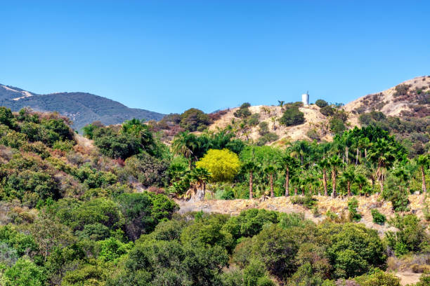 istock Plants for city below grow in summer sun 975239890