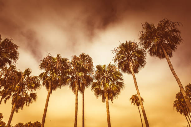 Monochrome golden toned palms of Venice beach in Los Angeles under moody overcast sky