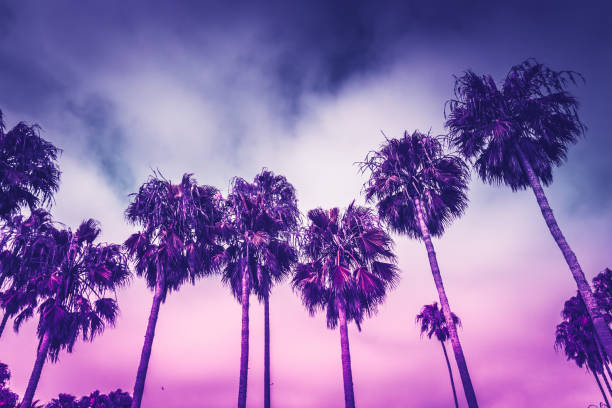 istock Monochrome ultraviolet toned palms of Venice beach 975240638