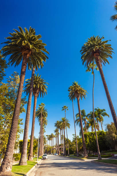 sunny street of beverly hills with palms - city of los angeles los angeles county hollywood california rodeo drive imagens e fotografias de stock