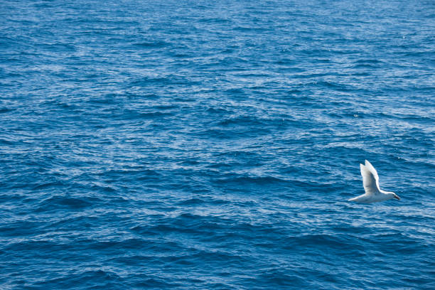 istock Antartica and the beautiful water 975241734