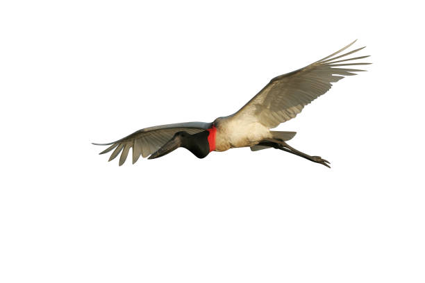 Jabiru, Jabiru mycteria,