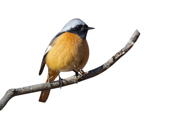 istock Daurian redstart, Phoenicurus auroreus 975250352
