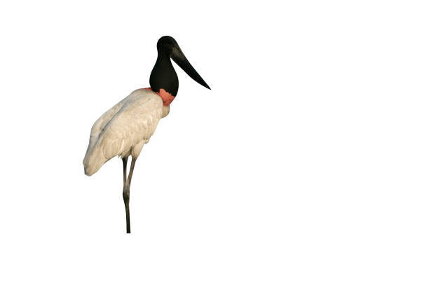 istock Jabiru, Jabiru mycteria, 975250926