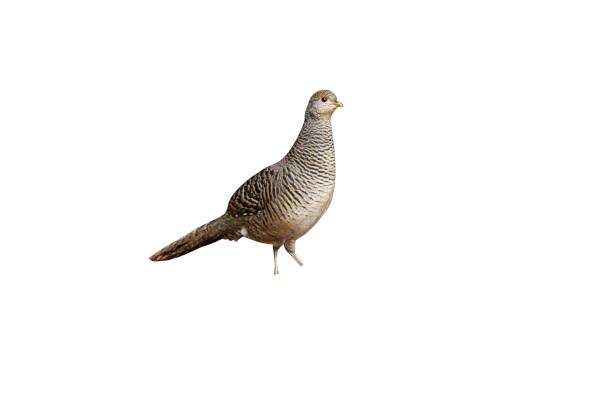 istock Golden pheasant, Chrysolophus pictus, 975251006