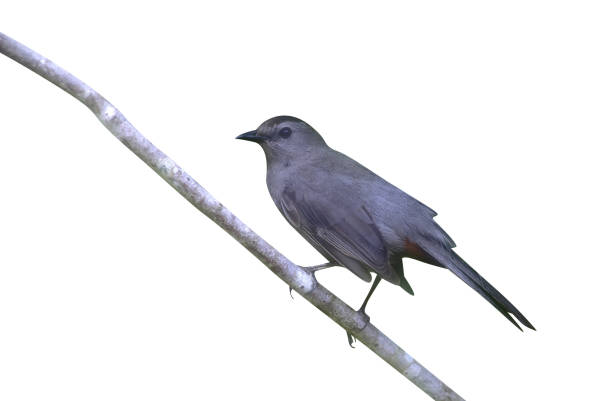 istock Gray catbird, Dumetella carolinensis 975251208