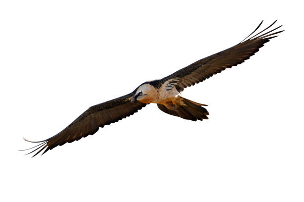istock Lammergeier or lammergeyer or bearded vulture, 975251338