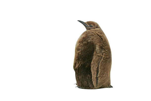 King penguin, Aptenodytes patagonicus, young bird, Falklands