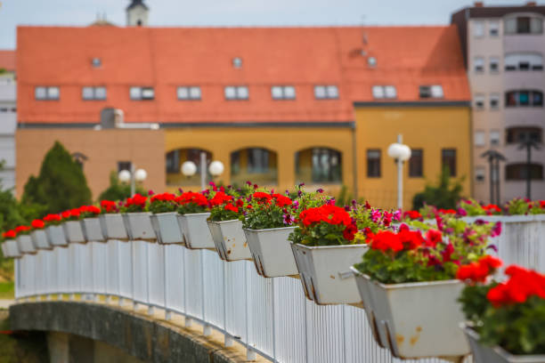 Flowers in pots lined up on the fence of a pedestrian bridge across river Vuka in Vukovar, Croatia.
