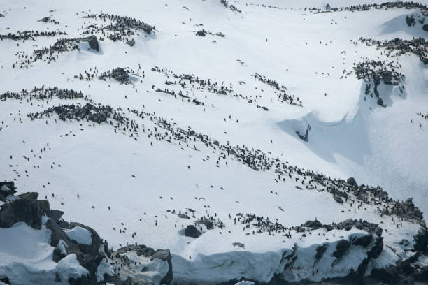 istock Beautiful Antartica mountains and ocean water 975255890