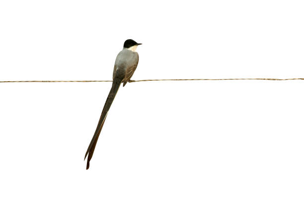 istock Fork-tailed flycatcher, Tyrannus savana 975255942