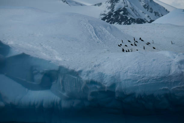 istock Beautiful Antartica mountains and ocean water 975256432