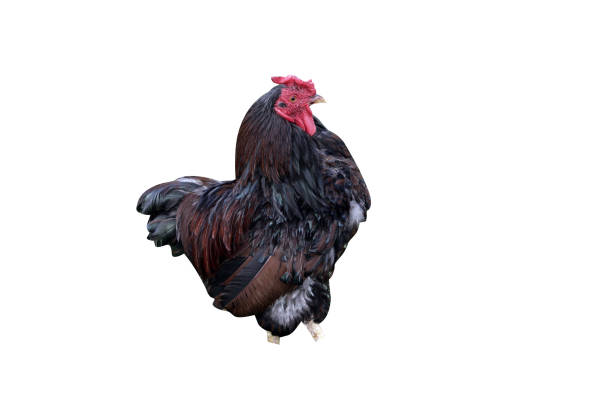 istock Gold laced wyandotte bantam 975257058