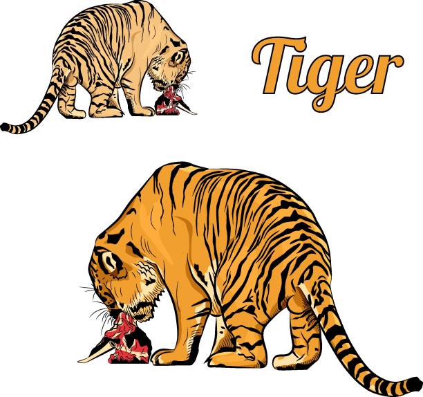50+ Tiger Lick Illustrations Stock Illustrations, Royalty-Free Vector