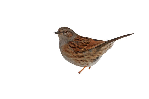 istock Dunnock or hedge sparrow, Prunella modularis 975257374