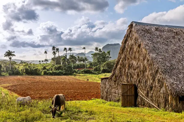 Tobacco plantation with hut and cows and palms in the background, Vinales valley, Pinar Del Rio, Cuba