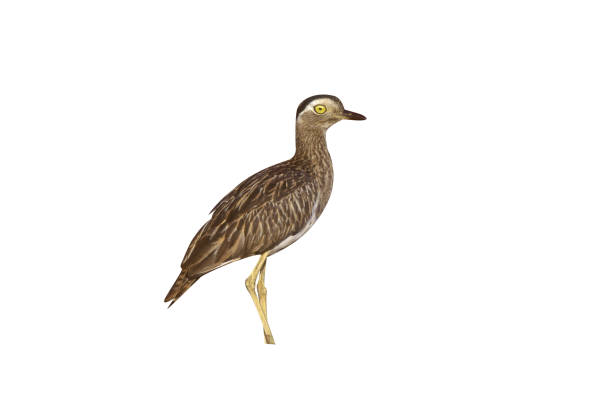 doppelt gestreifter dicken-knie, burhinus bistriatus - stone curlew stock-fotos und bilder