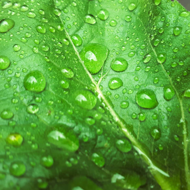 istock Water drops after rain on green leaves 975257742