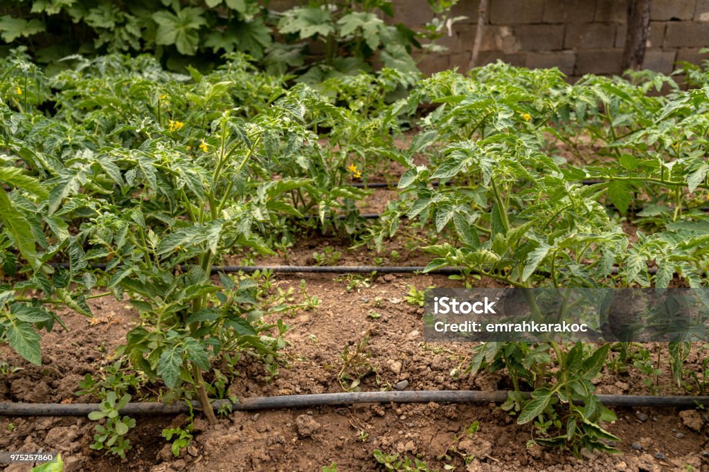 Tomato Frieds 2015 Stock Photo