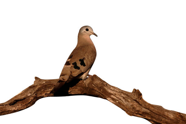 Eurasian Collared Dove (Streptopelia decaocto) on a Tree Branch