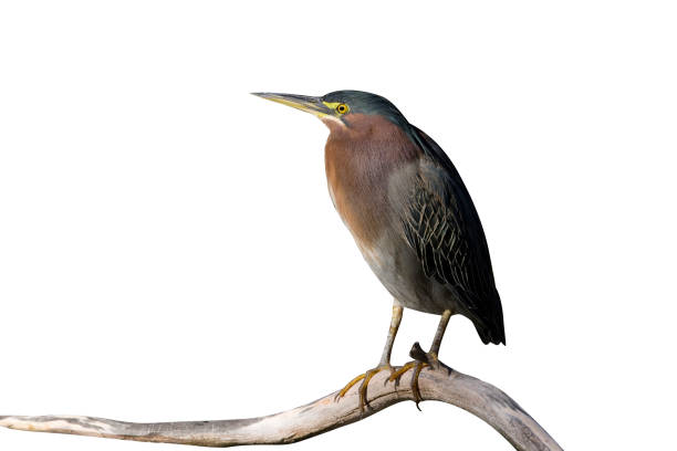 istock Green heron, Butorides virescens 975258278