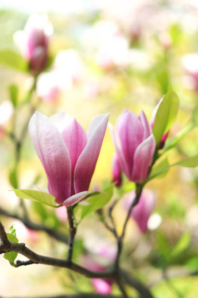istock Beautiful pink magnolia blossoms 975263966