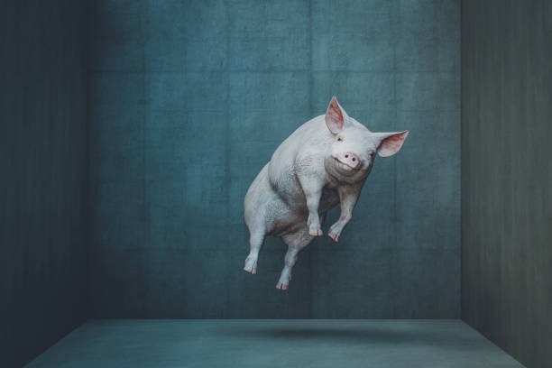 glücklich schwebendes schwein - levitation fotos stock-fotos und bilder