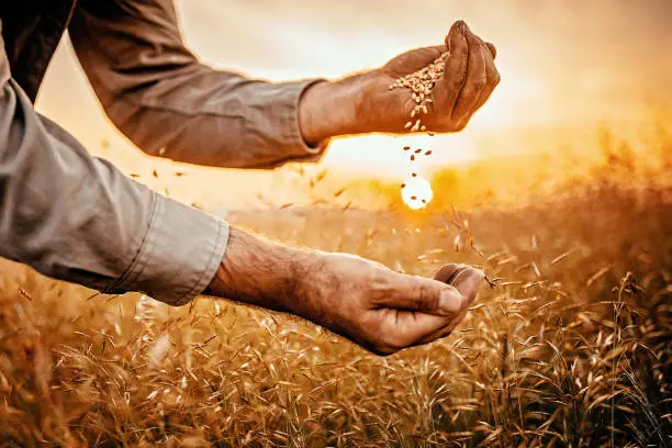 Farmer holding grain in sunset