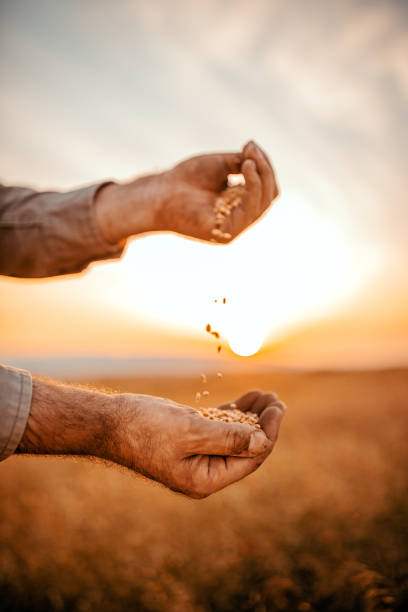 la mia preziosità - seed human hand wheat cereal plant foto e immagini stock