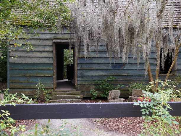 Abandoned plantation shed with Magnolia tree.