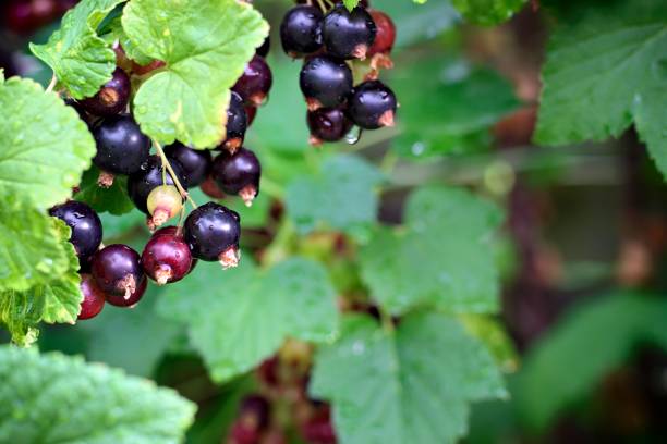 istock Close-up of young black currants. 975281426