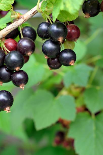 istock Close-up of young black currants. 975284188
