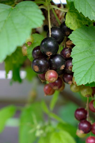 istock Close-up of young black currants. 975284202