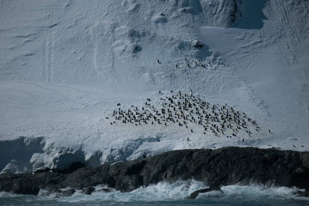 istock Photos of antartica 975284940