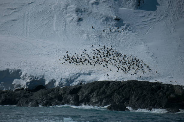 istock Photos of antartica 975284946