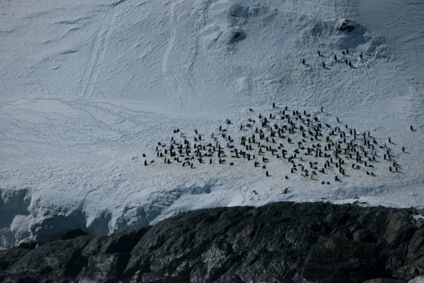 istock Photos of antartica 975285068