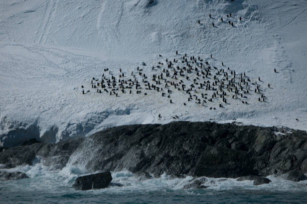 istock Photos of antartica 975285074