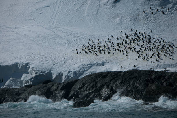 istock Photos of antartica 975285084
