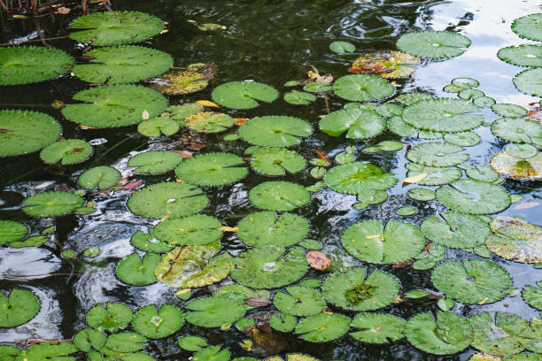 istock Tropical pond with lily pads on the surface 975285112