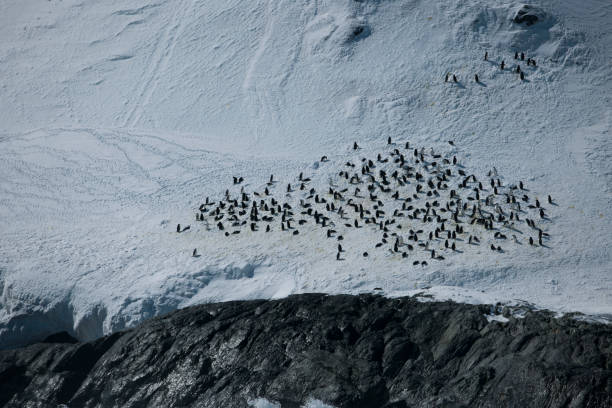 istock Photos of antartica 975285206