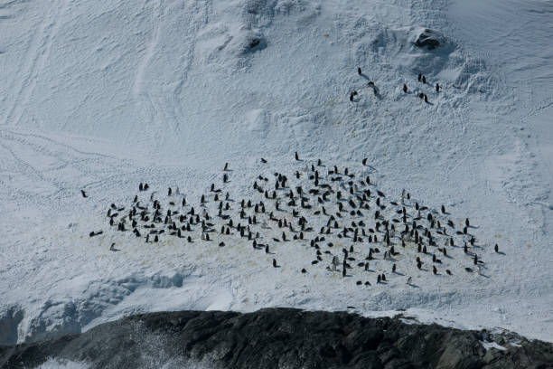 istock Photos of antartica 975285208