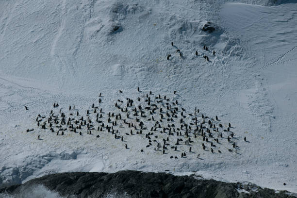 istock Photos of antartica 975285234