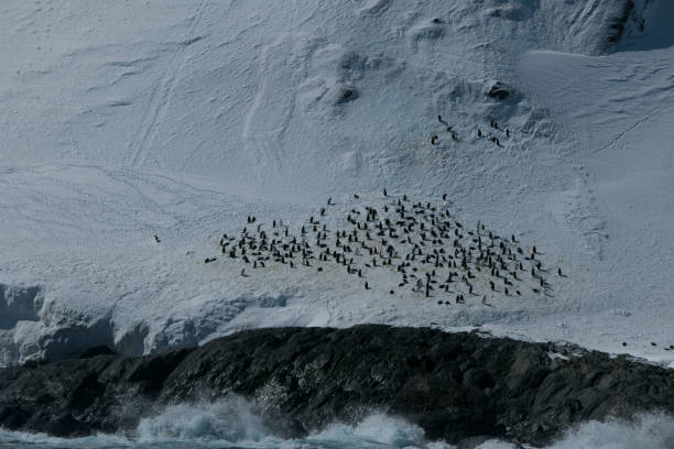istock Photos of antartica 975285258