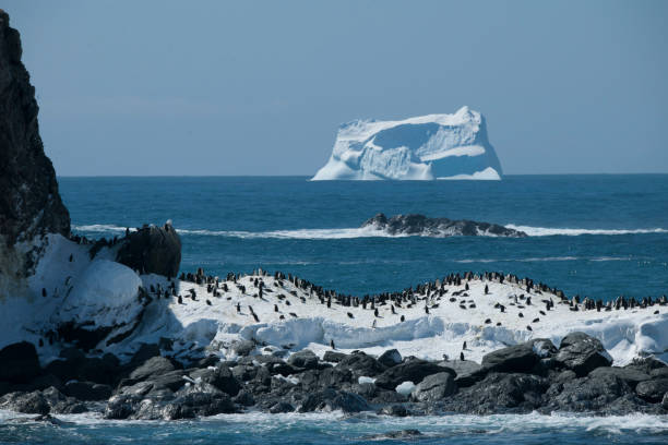 istock Photos of antartica 975285478