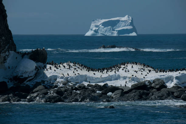 istock Photos of antartica 975285490