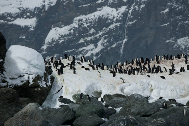 istock Photos of antartica 975285718