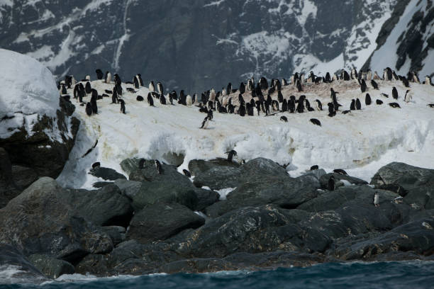 istock Photos of antartica 975285728