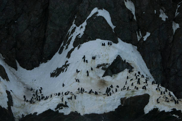 istock Photos of antartica 975285732