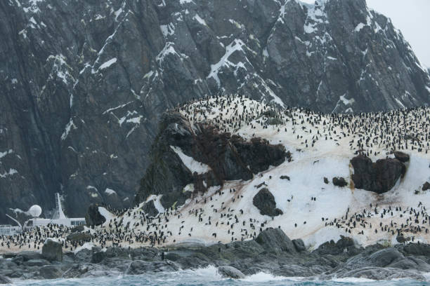 istock Photos of antartica 975285766