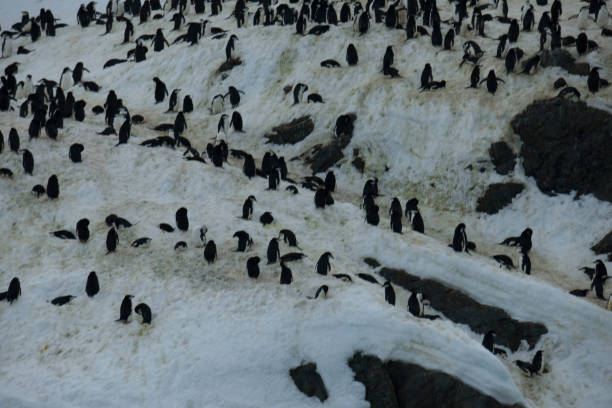 istock Photos of antartica 975285780